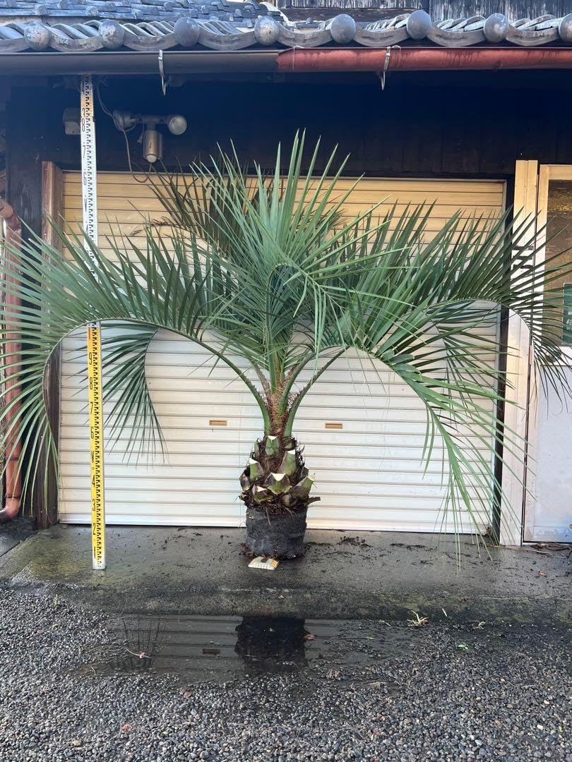 ココスヤシ　シルバーリーフ　ヤシの木　カルフォルニアスタイル　送料込み価格 ココスヤシ シルバーリーフ ポット植え 幹太 カルフォルニア