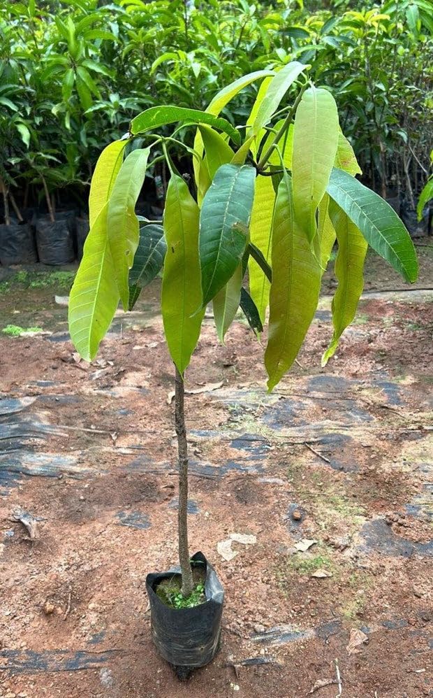 Alphonso mango plant (pack of 1) (B0D2VBBSWZ) Amazon Price History, Amazon Price Tracker