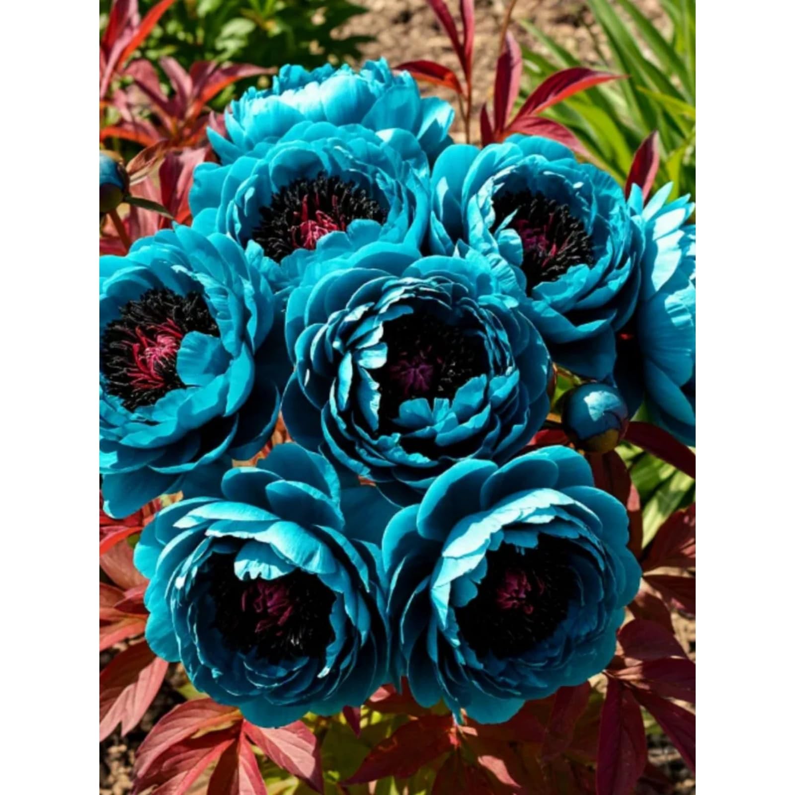 Potted Peony Plants for Sale UK,Feels Beautiful,Peony Mix,Good for Containers,Golden Jade Carving-3 Bulbs-Color-H