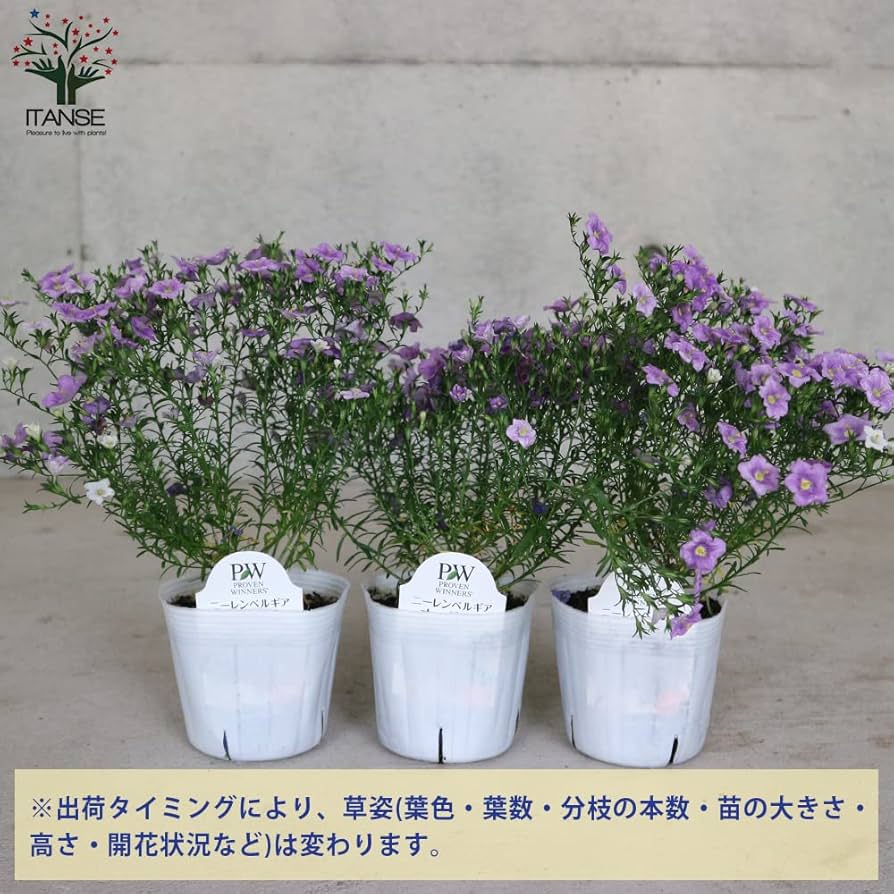 ニーレンベルギア様 リクエスト 4点 まとめ商品 ニーレンベルギア様 リクエスト 4点 まとめ商品