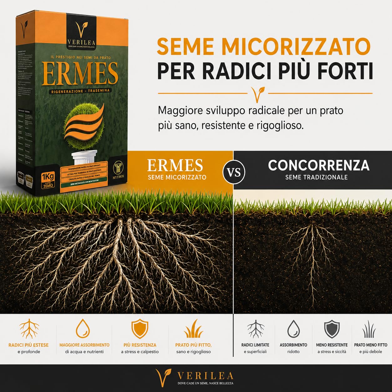 ERMES Semi da Prato micorizzati, Loietto Perenne 90%, Poa Pratensis 10%, Crescita Rapida (10Kg per 350mq)