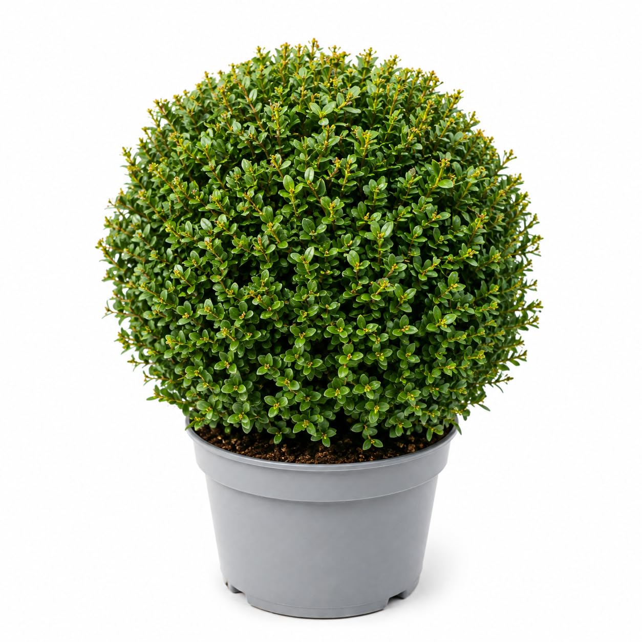 2 Ilex crenata Kugel XXL 40-50cm Durchmesser – Japanische Stechpalme | Immergrüne Pflanze & Formschnittgehölz | Kugelpflanze für Garten, Balkon, Terrasse und Kübel im 12L Topf