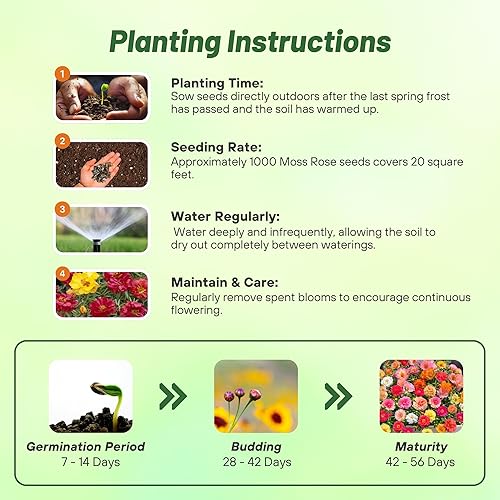 Miniatura 4 de Outsidepride Happy Hour - Semillas mixtas de rosa musgo, 500 piezas anuales, tolerantes a la sequía y al calor, semillas de cobertura del suelo