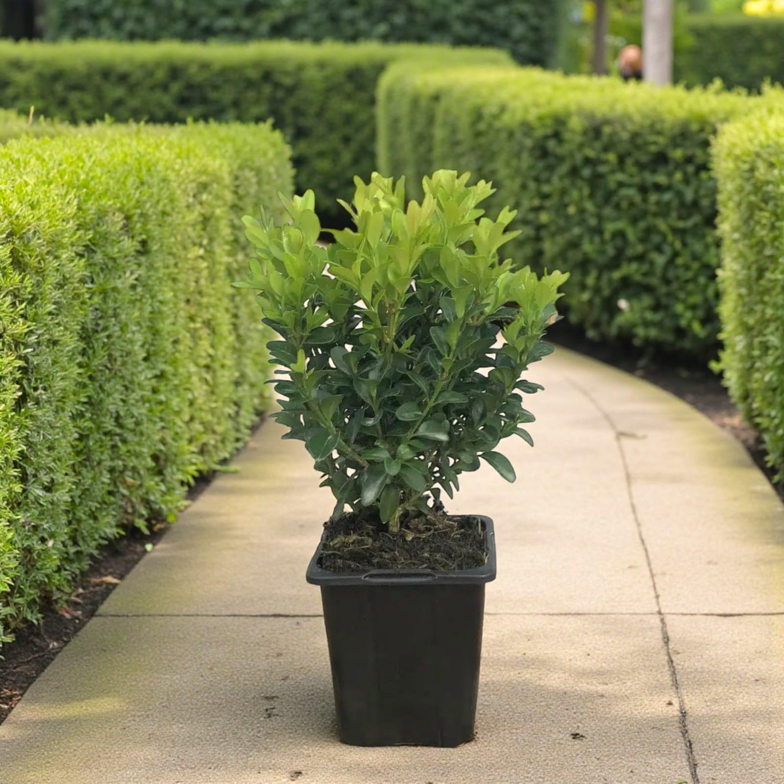 Carbeth Plants 3X Buxus Sempervirens in 9cm Pot