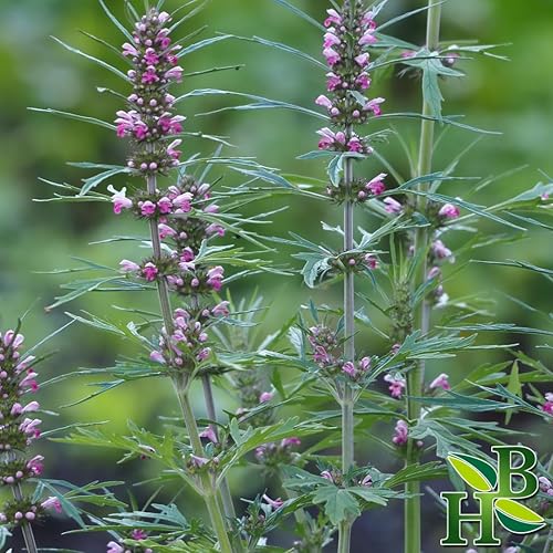 Miniatura 2 de Herb To Body Hierba en polvo Motherwort Leonurus Cardiaca Artesanal silvestre 4oz