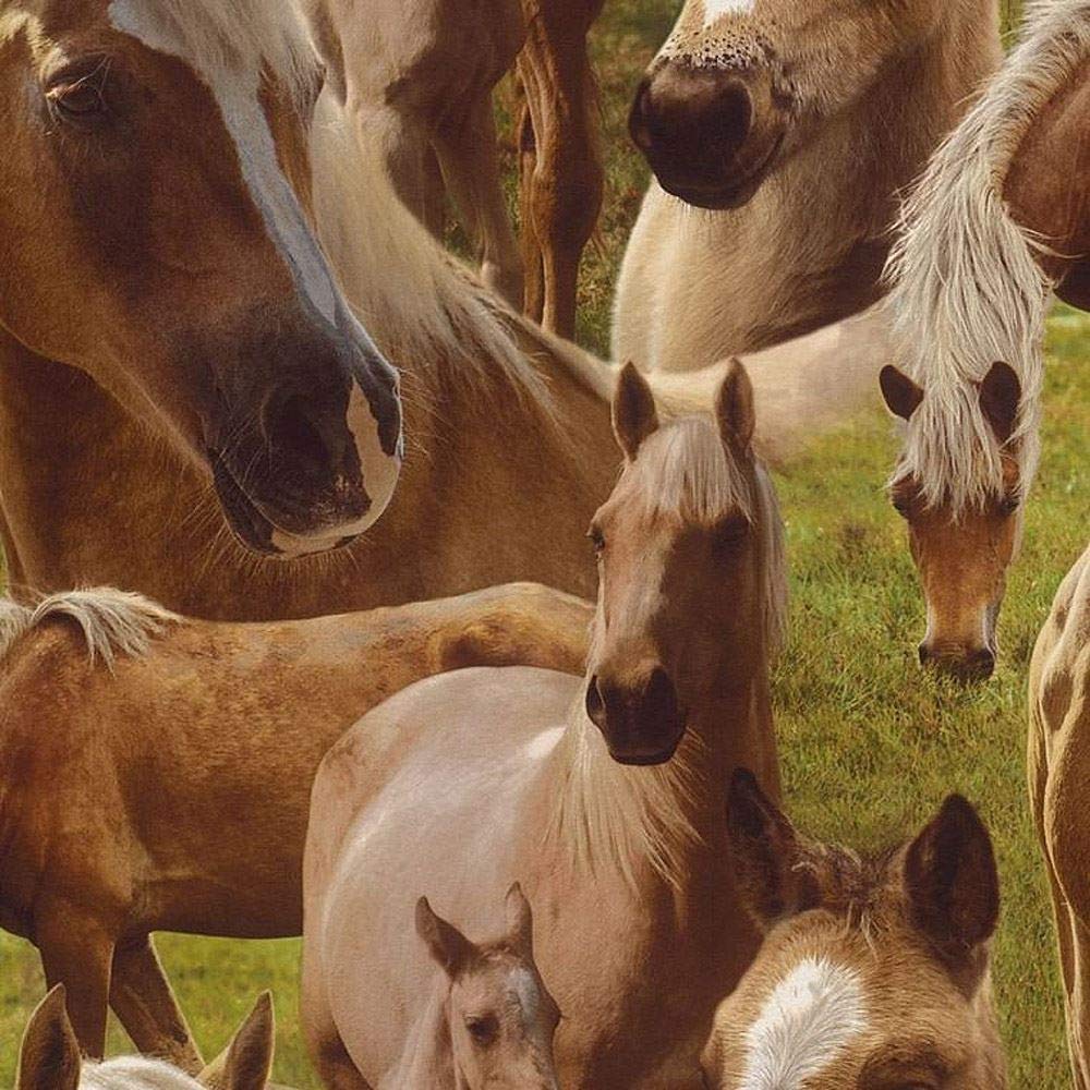 Brown Horse Horses Pony Wallpaper Kids Teens Children's Bedroom