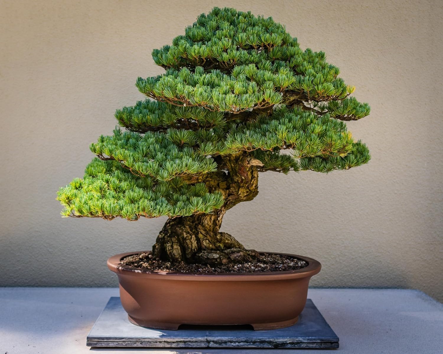 Pratshya Plant House bonsai banyan live plant for home pack of 1 (B0CPVZ3NGX) Amazon Price History, Amazon Price Tracker