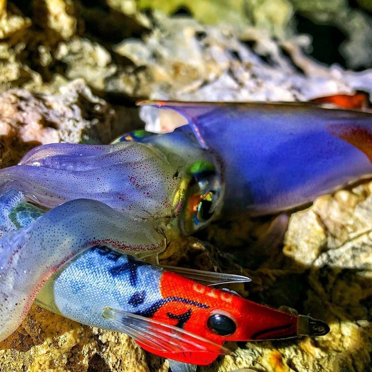 Esca Tonanara per Cefalopodi - Gamberetto Luminoso di Notte e Adatto per la Pesca di Polpo, Seppia, Calamari X EGI