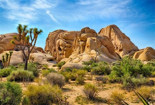 CSFOTO Telón de Fondo de Poliéster 6x4ft Parque Nacional Joshua Tree Paisaje Árido Estéril Cactus Roca de Arenisca Clima Montaña y Desierto Telón de