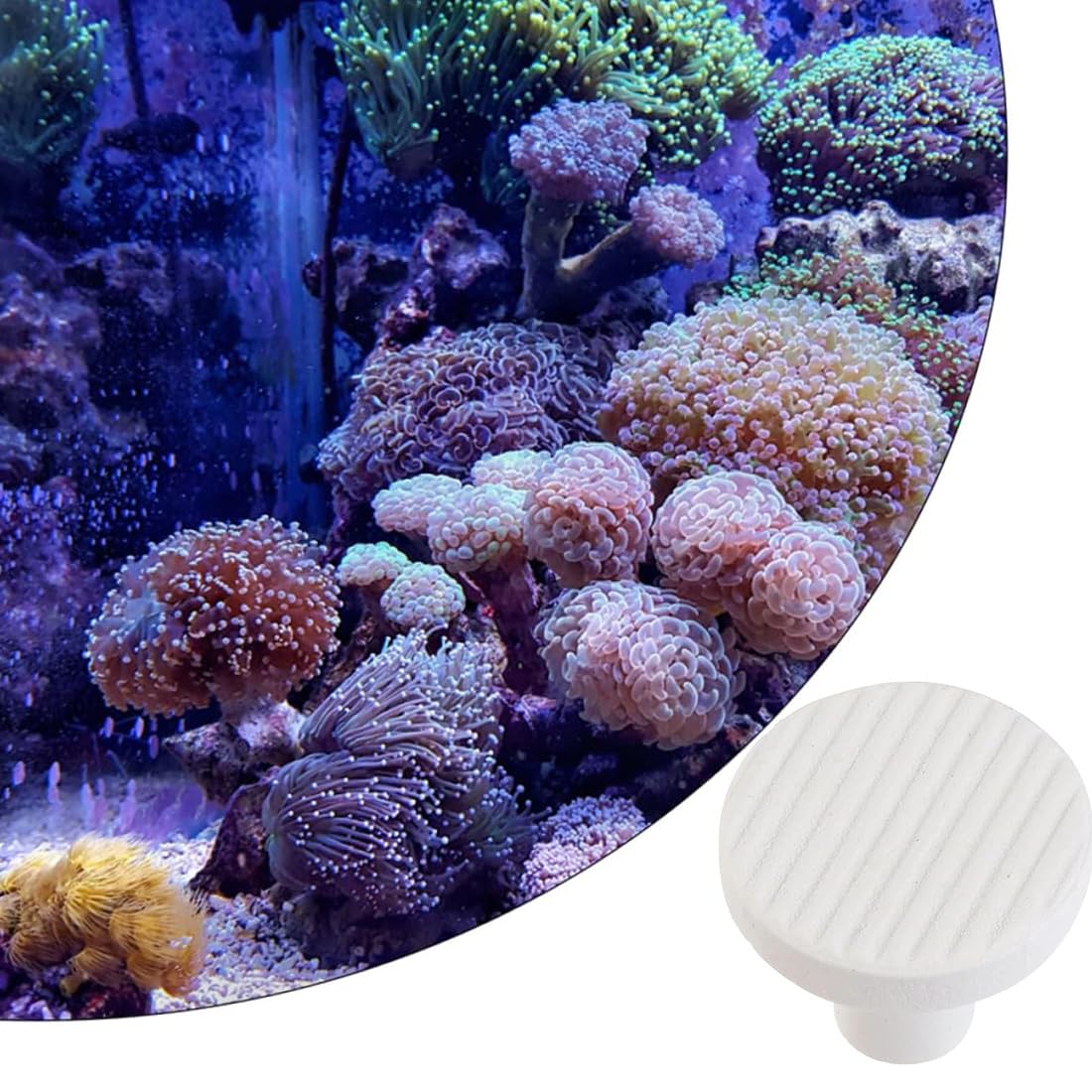 GGUFAY 10 Pièces Corail Frag Plug Céramique Frag Station Aquarium Corail Récif Base Support Corail Frag Stand Approvisionnements De Réservoir De Poissons 2. 3Cm