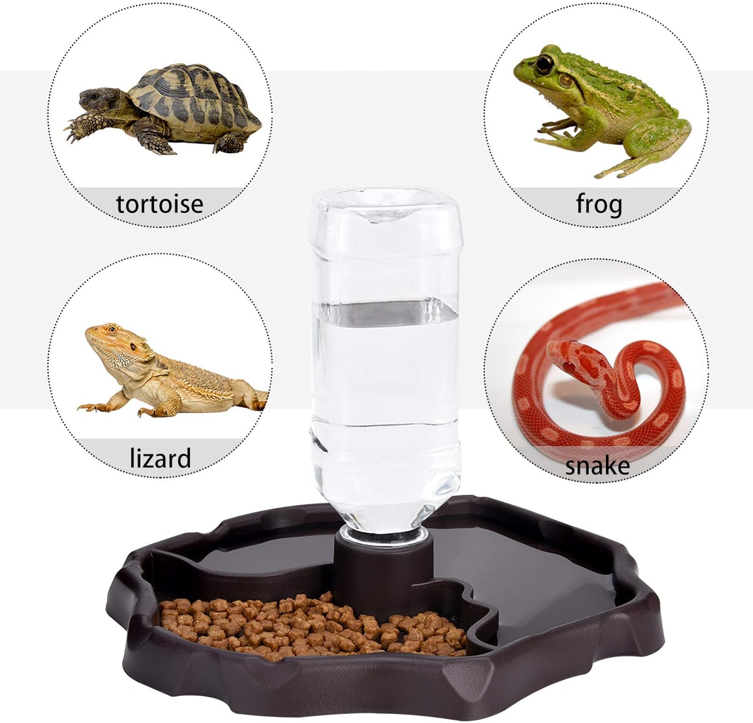 tortoise water dish