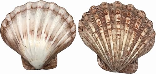 Vista 72 de Conchas marinas Pepperlonely, vieiras de diferentes tamaños