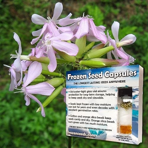 Miniatura 2 de Soapwort Seeds (Saponaria officinalis) Más de 30 semillas de hierbas medicinales raras en cápsulas de semillas congeladas para el jardinero y