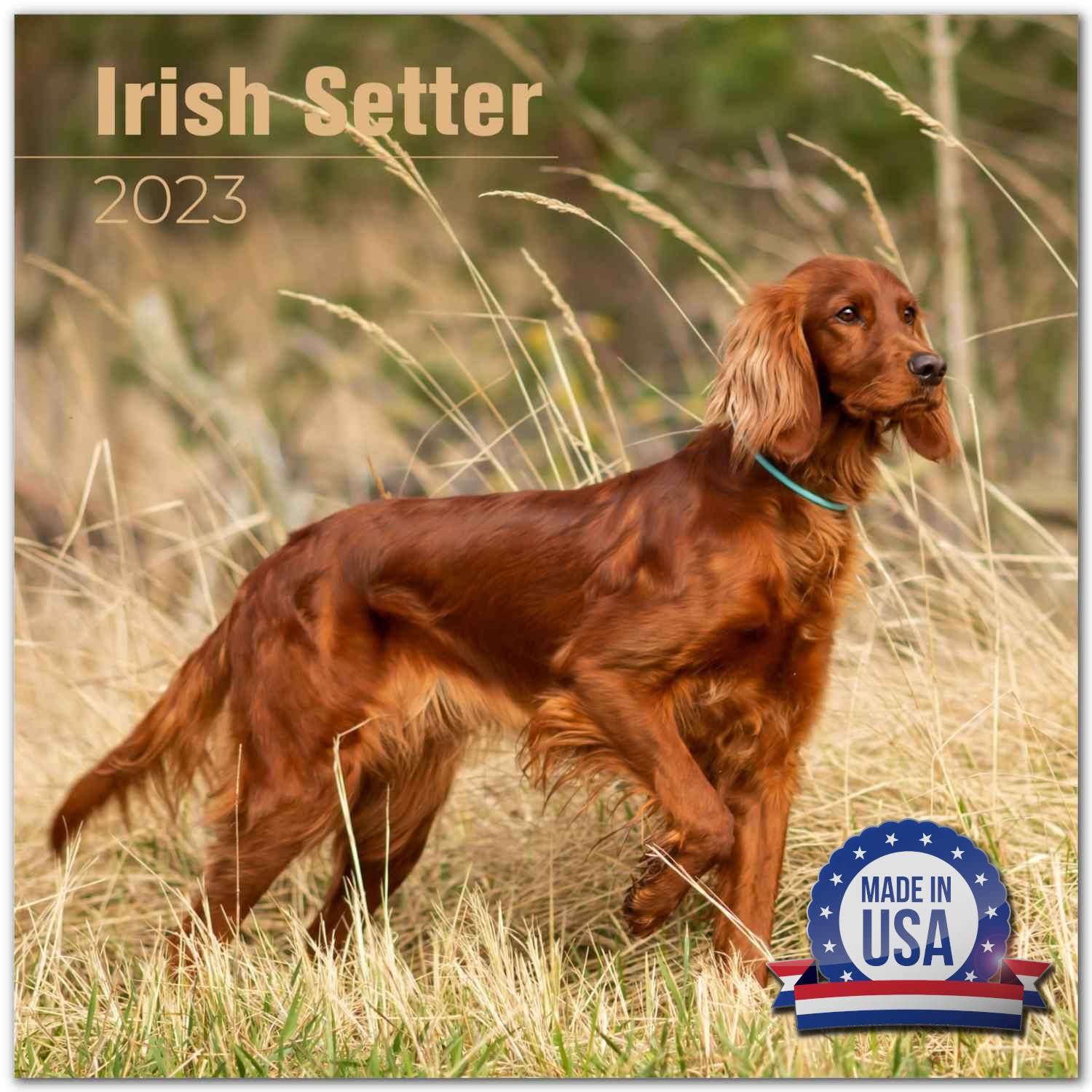 How Much Are Irish Setter Dogs