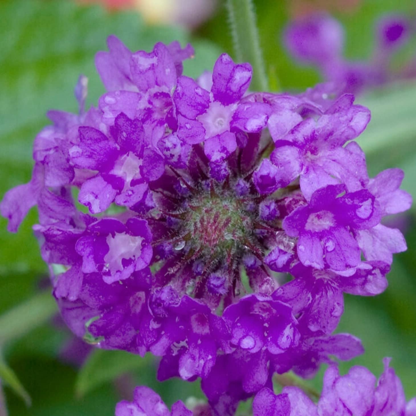 Verbena rigida ‘Santos Purple’- Perennial Plant That is Ready to Plant Out- Comes Back Every Year (Hardy) - Flowers from Summer to Autumn (Middleton Nurseries) (1 Litre(13cm Pot))
