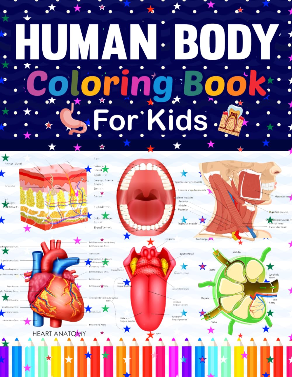 Human Body Coloring Book For Kids: Human Body Anatomy Coloring Book For Kids, Boys and Girls and Medical Students. Human Brain Heart Liver Coloring ... kids. Human Skeleton Coloring Book for kids.