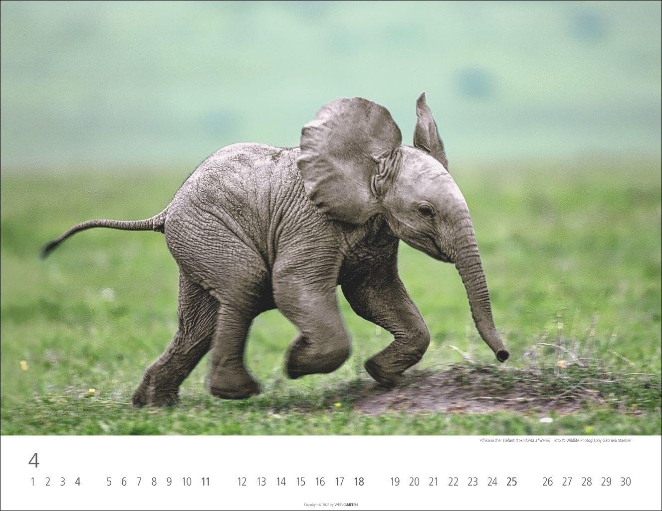 Elefantenbabys Kalender 2027: Tierisch-süße Dickhäuter im Jahres-Wandkalender 2027. Lustige Momentaufnahmen von niedlichen Jung-Elefanten. Ein Tierkinder-Fotokalender im Querformat 44 x 34 cm