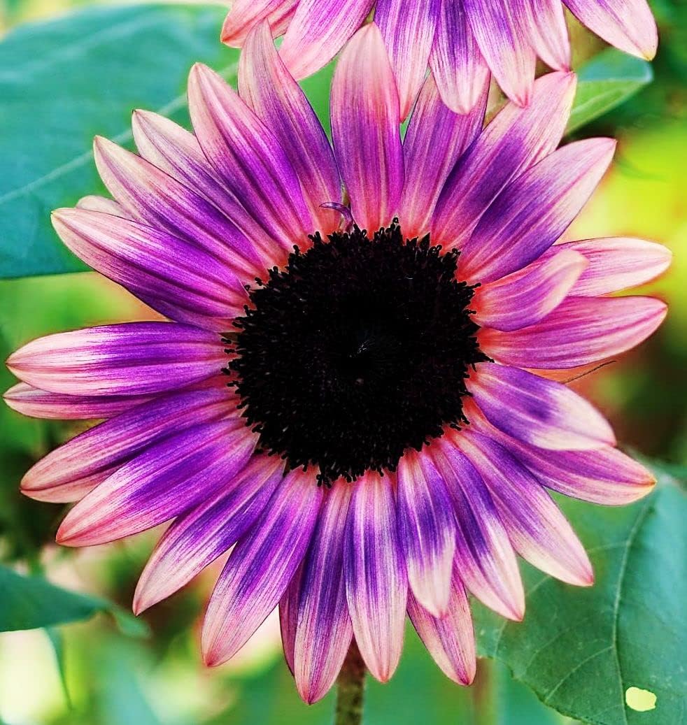 50+ Pink Purple Sunflower Seeds for Planting Mix Pack