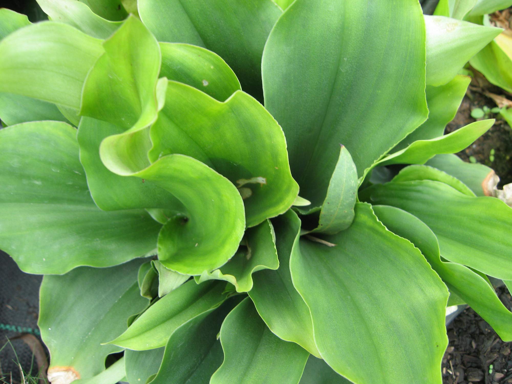 See full amazon price history chart for M-Technologies Rare Kaempferia galanga Aromatic Ginger Kacholam 1 Live Plant M-Technologies Rare Kaempferia galanga Aromatic Ginger Kacholam 1 Live Plant (B08KR94F54) Amazon Price History, Amazon Price Tracker