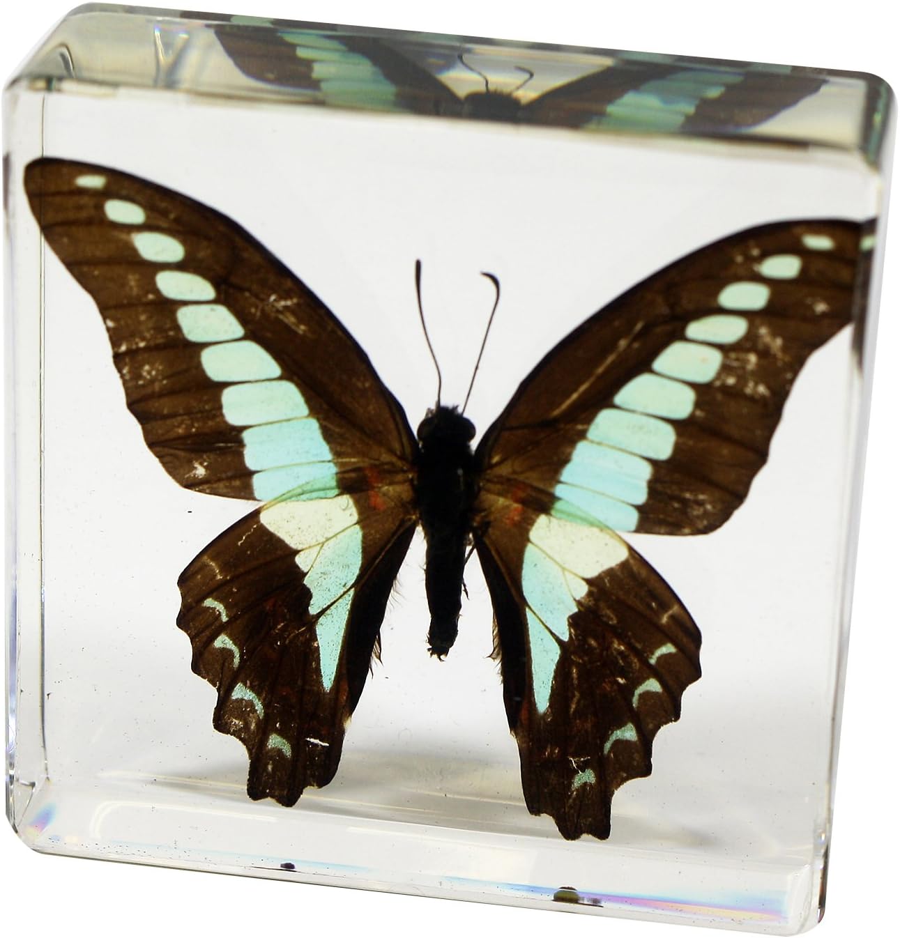 Common Blue Bottle Butterfly Paperweight(3 x 3 x 1)