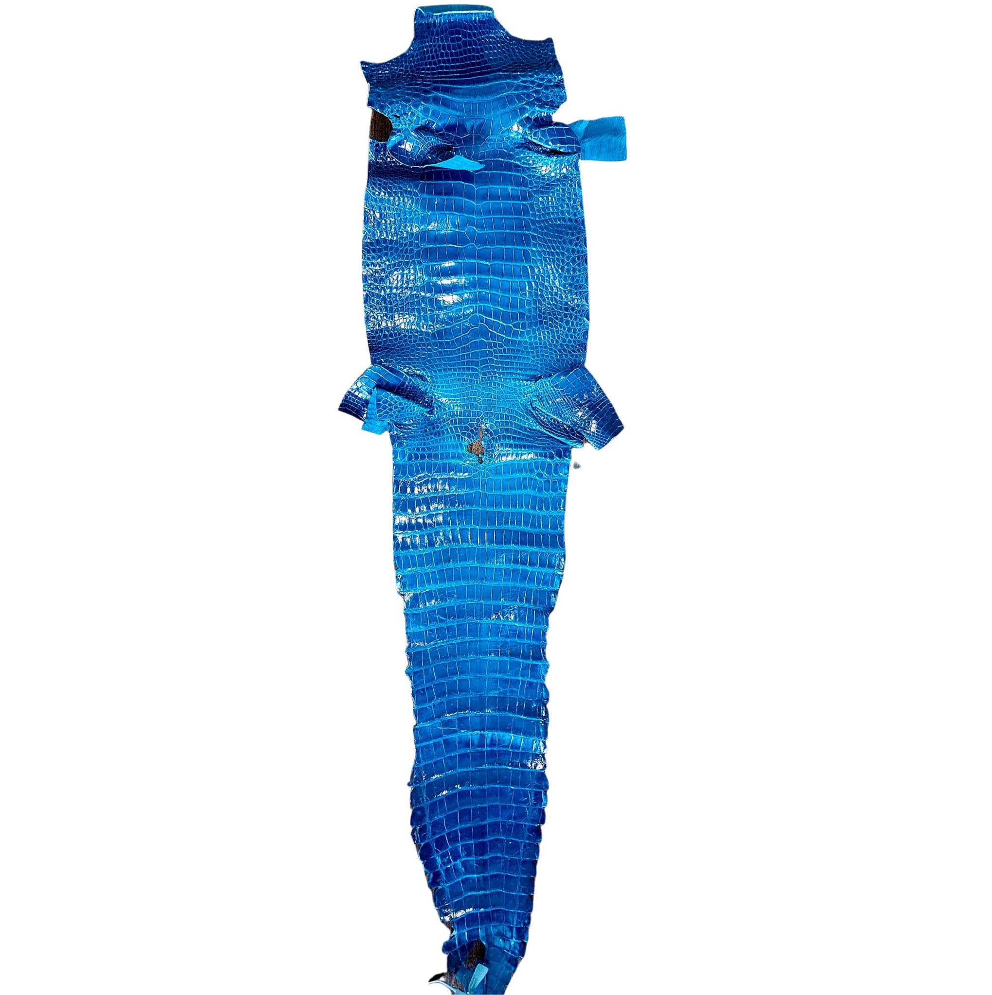 Alligator Louisiana mississippiensis turquoise 29 cm résout les cuirs rigides