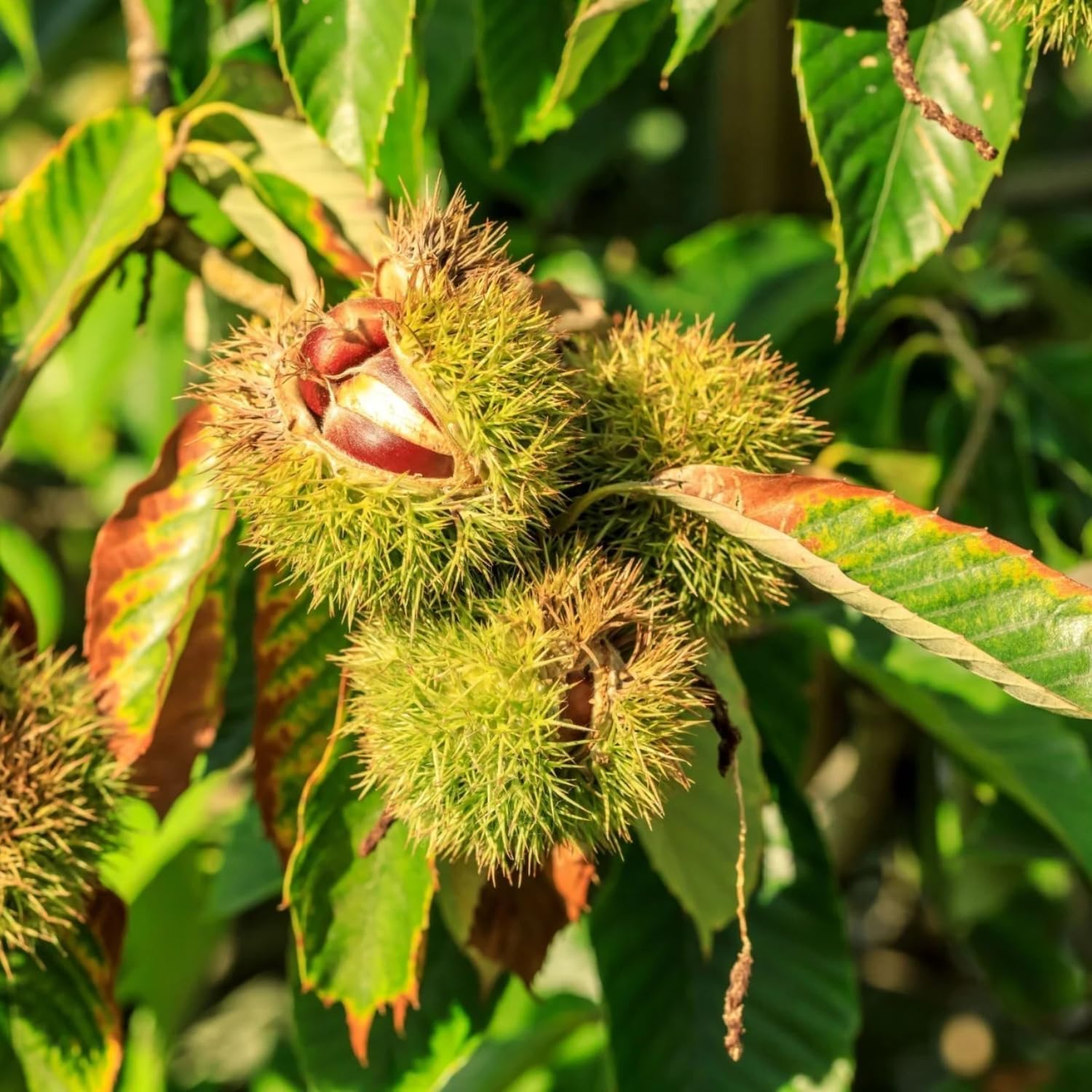 Live Chestnut Tree, 1 Year Old Chestnut Tree 1-2 Feet Tall, Fast-Growing, Hardy, Winter Dormant, Garden Growing