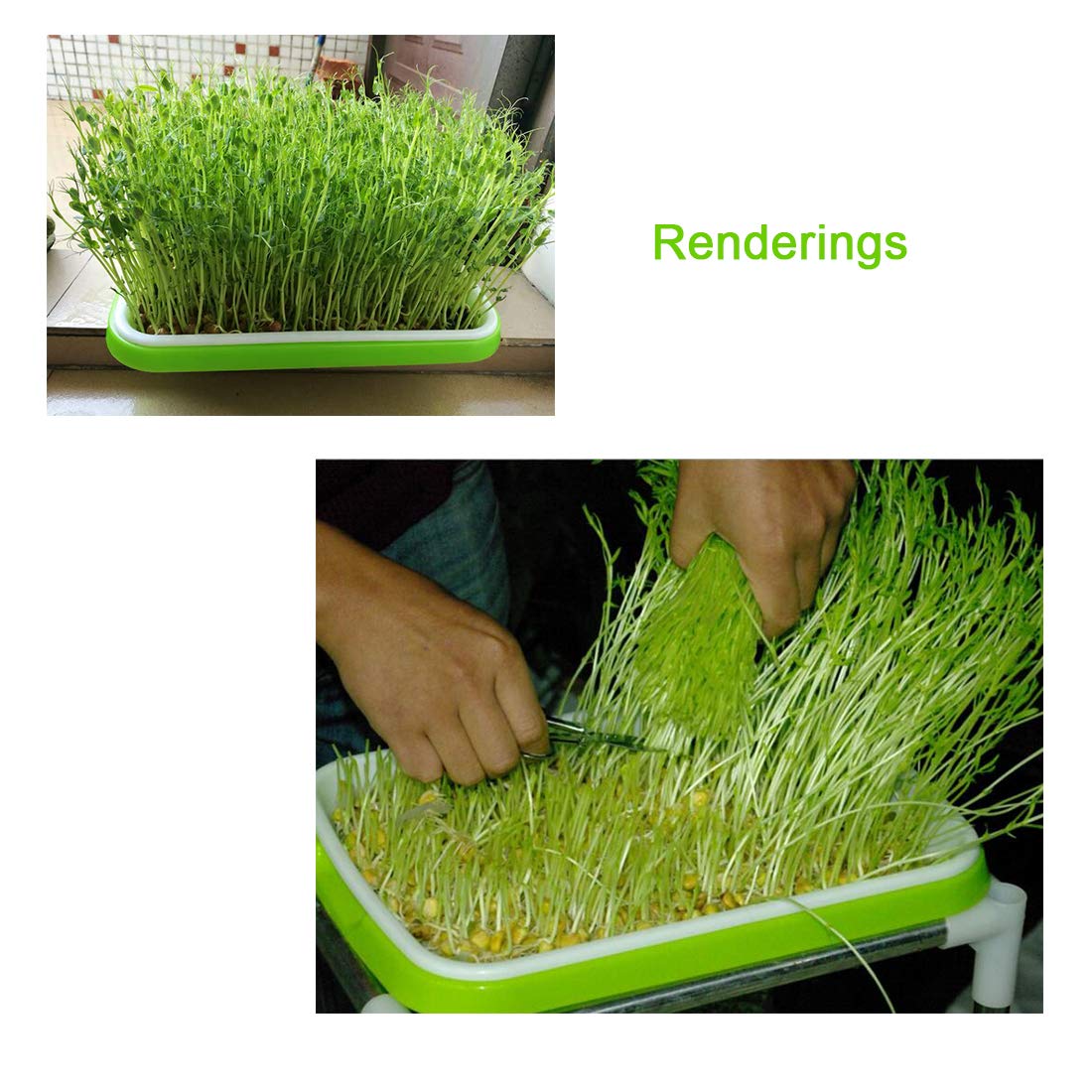 Bol à germination Sprossen, Batop 5 pièces Seed Sprouter Tray Soil Free Boîte à germination pour l'intérieur et la chambre de jardin à domicile Vert
