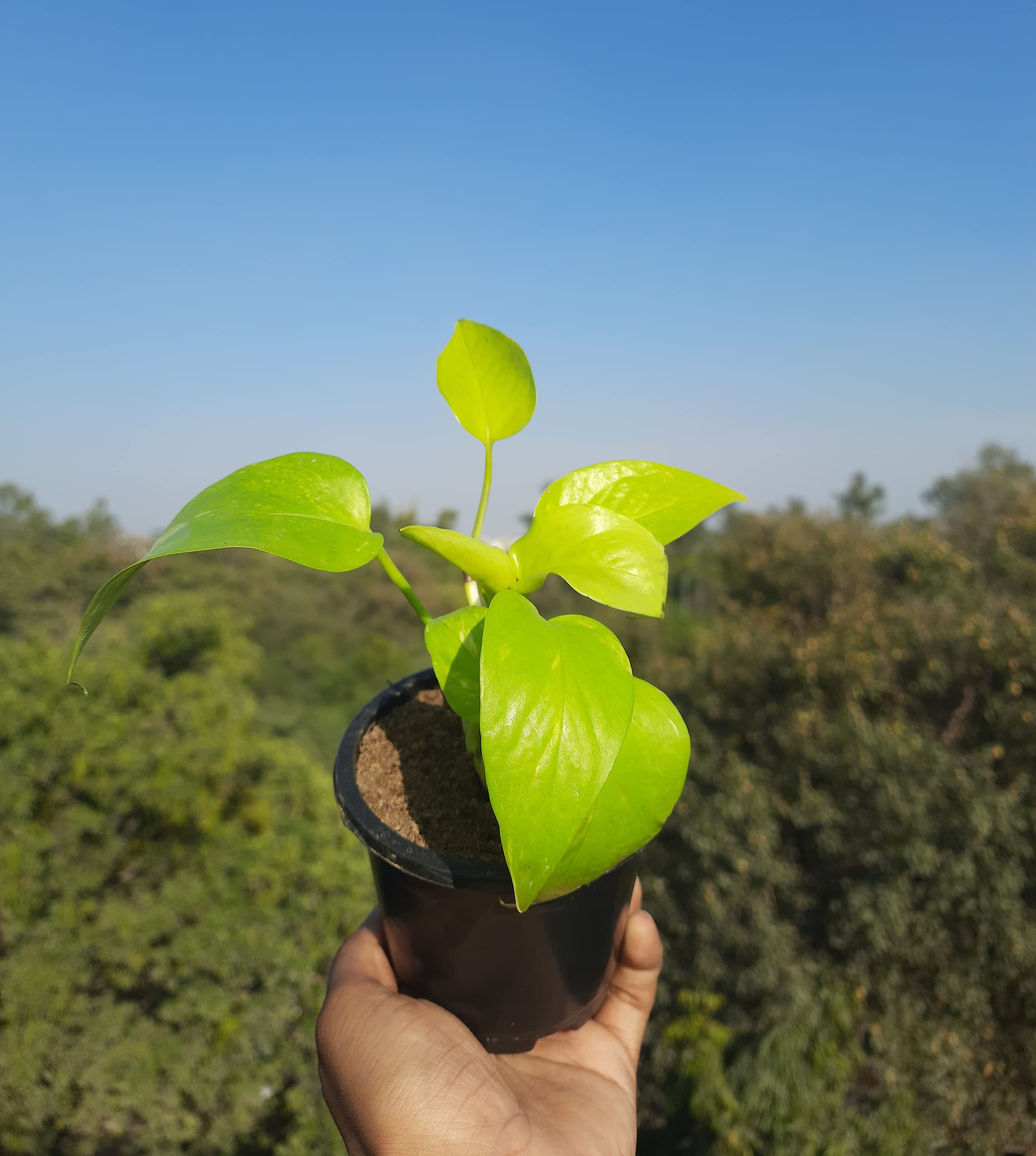 HN Organics Good Luck Air Purifying Plant with Pot for Indoors (Golden Money Plant) (B0BXNQSF6S) Amazon Price History, Amazon Price Tracker