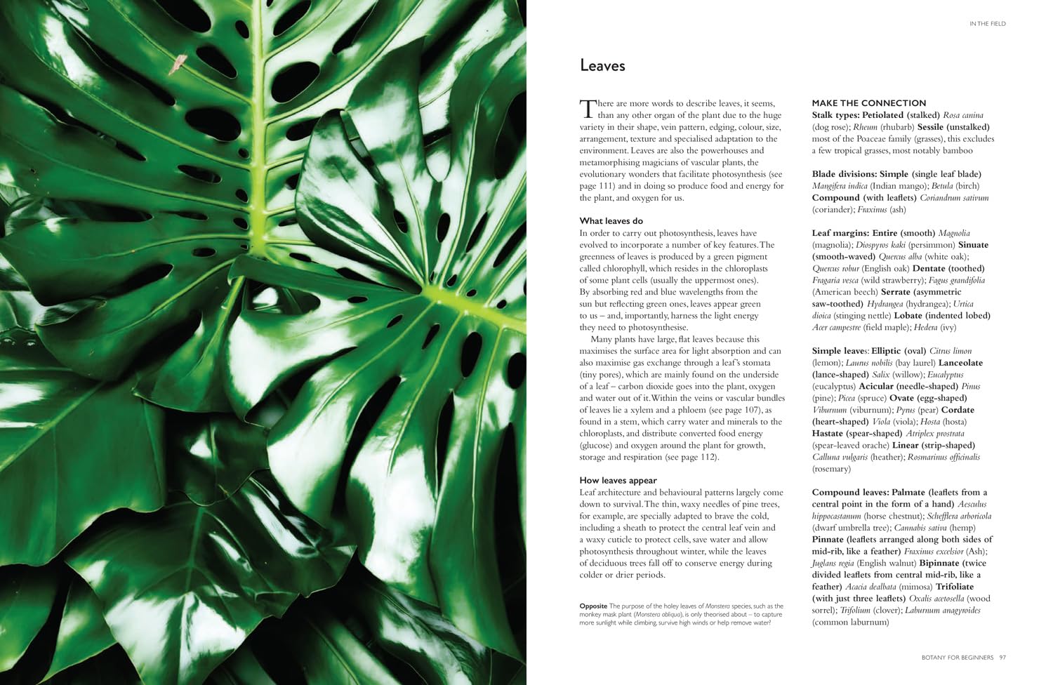Collins Botanical Bible: A Practical Guide to Wild and Garden Plants