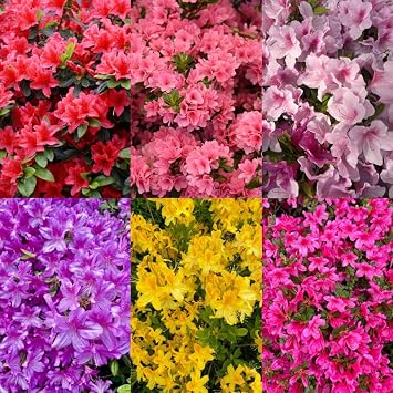 30+ Seed Mixed Colorful Azalea Rhododendron Simsii Seeds Schlippenbachii Bush Shrub Beautiful Flowers Plant for Garden Outdoors