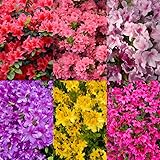 30+ Seed Mixed Colorful Azalea Rhododendron Simsii Seeds Schlippenbachii Bush Shrub Beautiful Flowers Plant for Garden Outdoors