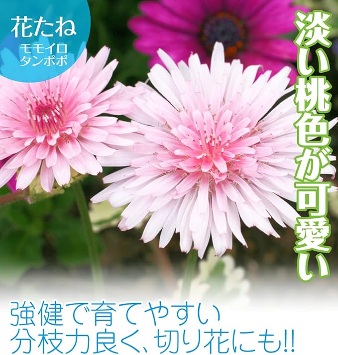 Amazon モモイロタンポポ 種 モモイロタンポポ 1袋 80mg モモイロタンポポの種 モモイロタンポポの花 センボンタンポポ 花たね 花の種 種子 タネ 国華園 第四種郵便 22年秋商品 花