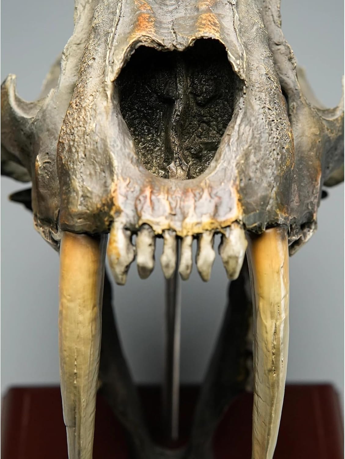 Amazon.co.jp: サーベルタイガーの頭蓋骨のレプリカモデル、多目的動物