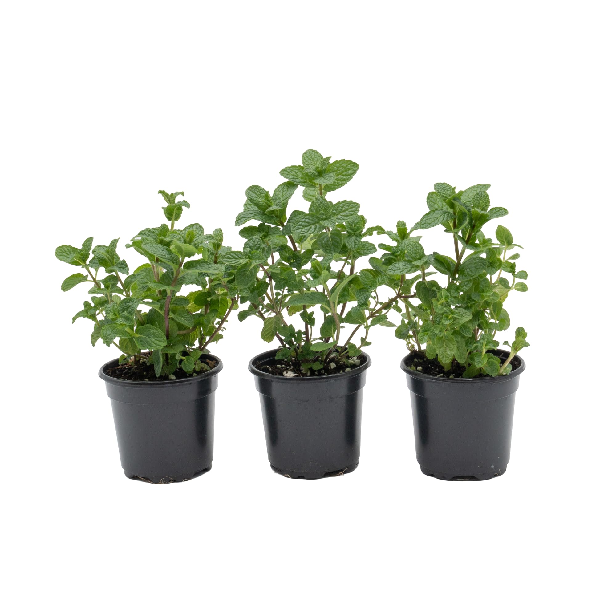 3 Live Spearmint Plants (Mentha Spicata) – Fragrant & Flavorful Herb, Thriving in 4” Nursery Pots