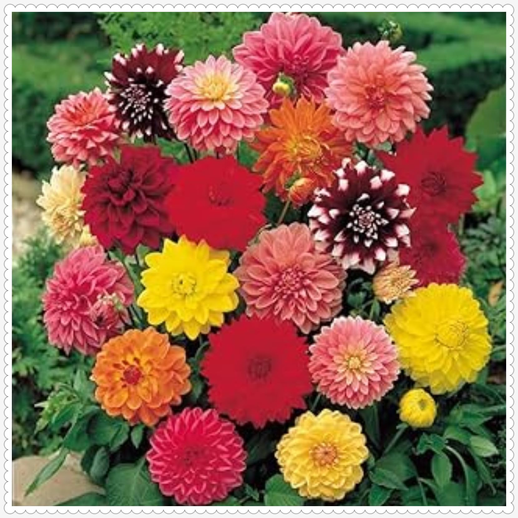 Dahlia Bulbs Mix for Planting Now UK,Hardy Perennial,Wedding Flowers,Dahlia tubers Bulk,Strong Plants That Grow Well,Beauty of Garden,Gift Ready-10bulbs-G