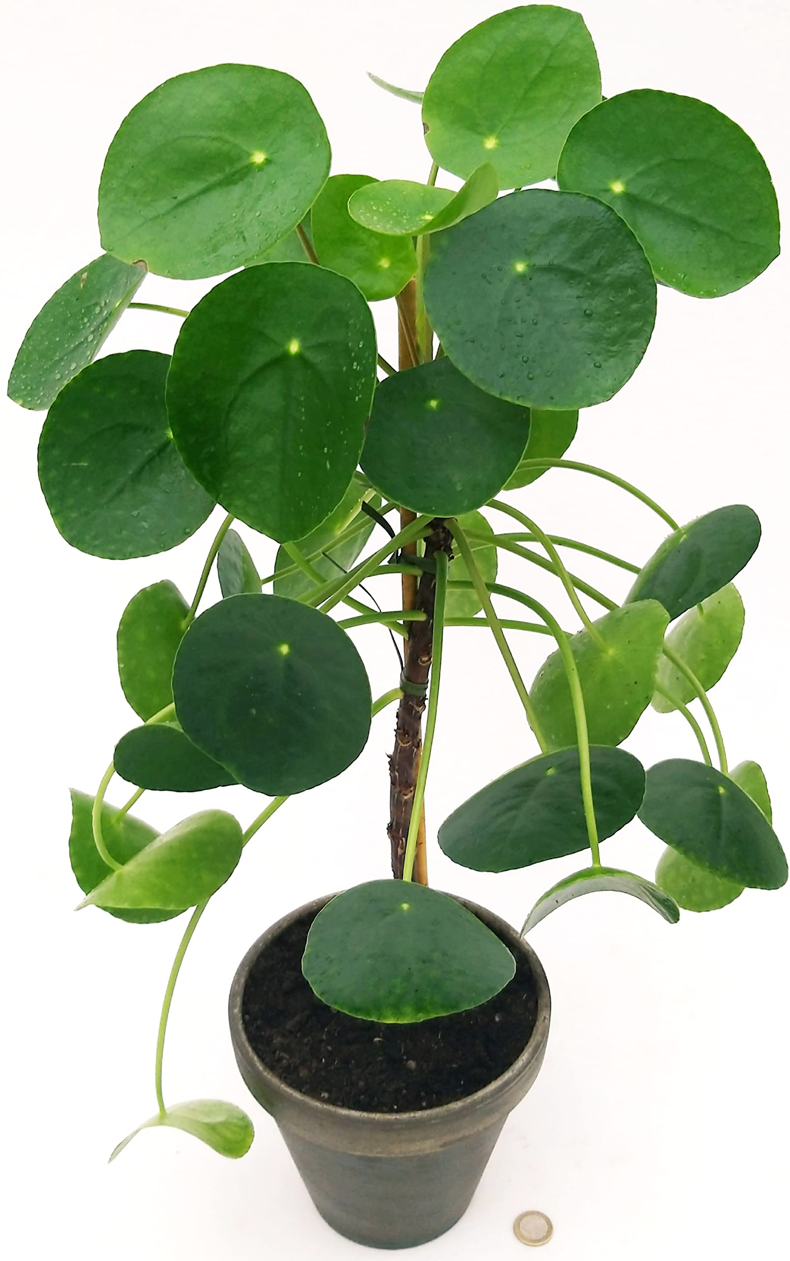 POWERS TO FLOWERS - PILEA PEPEROMIOIDES ESEMPLARE, ALTEZZA 60/70CM, VASO DECORATO 16cm DIAMETRO, pianta vera