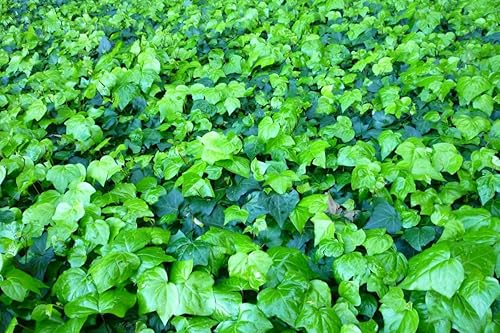 Miniatura 4 de 12 plantas enraizadas de hiedra inglesa para cultivar, 4 pulgadas de alto