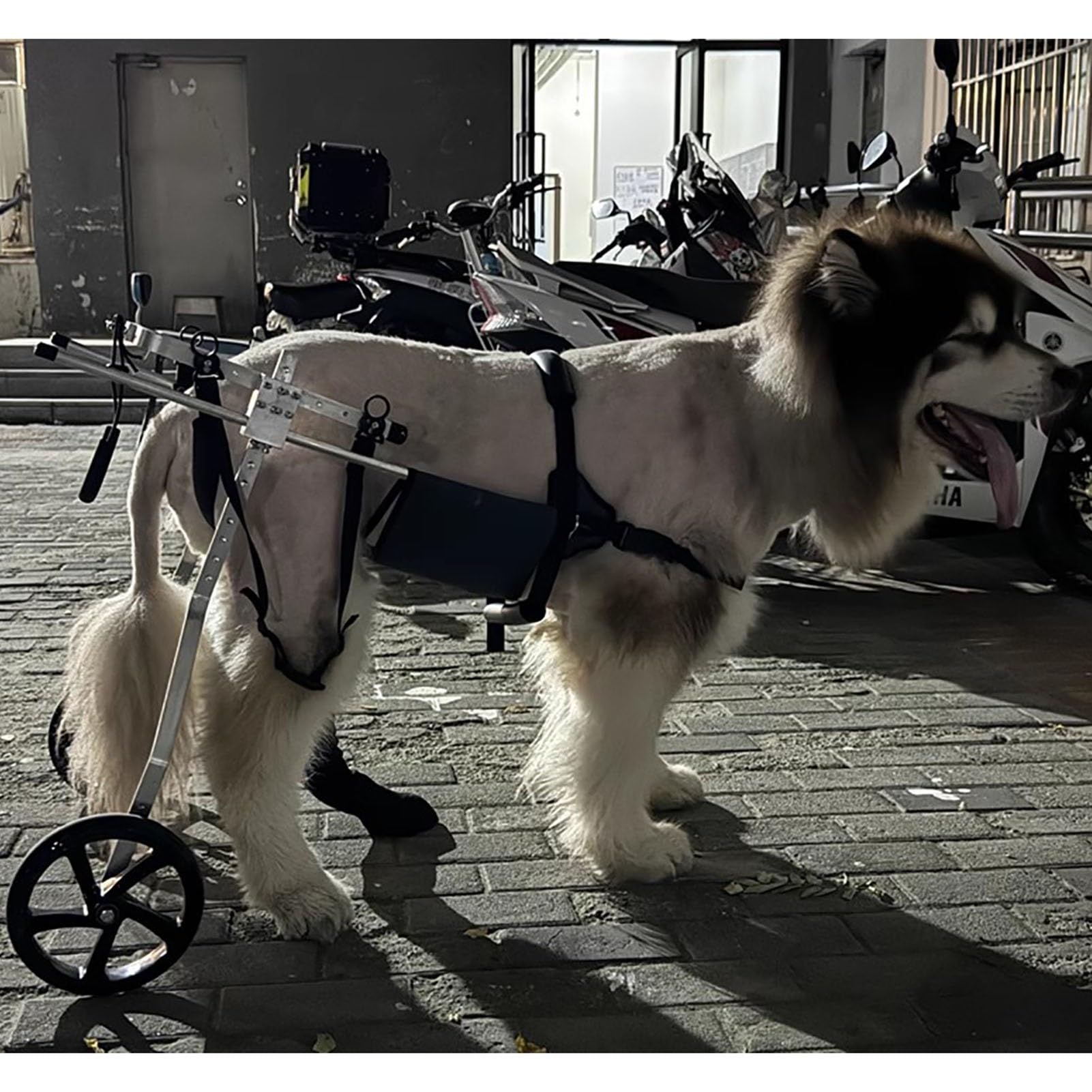 Amazon.co.jp: 犬 車椅子 中型大型犬用車椅子、 麻痺した犬の後脚歩行
