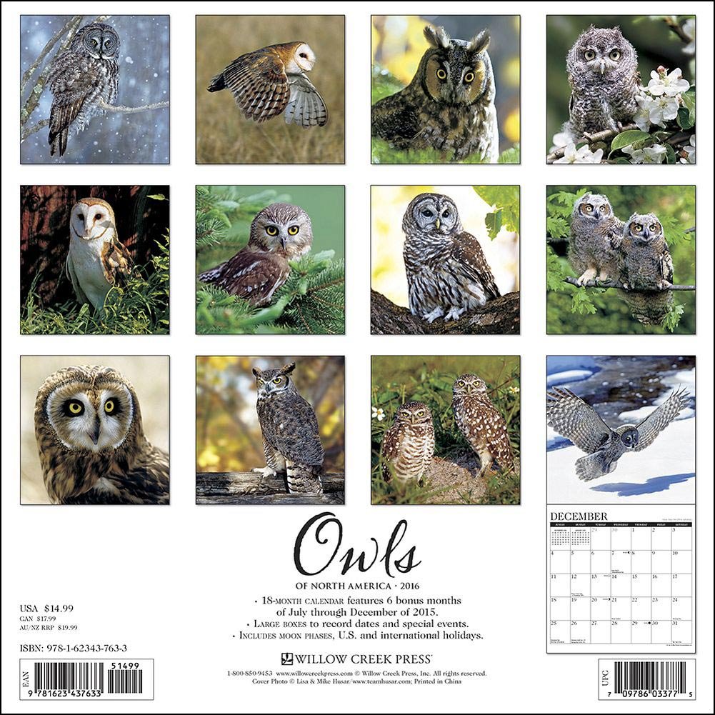 Owls - 2016 Calendar 12 x 12in