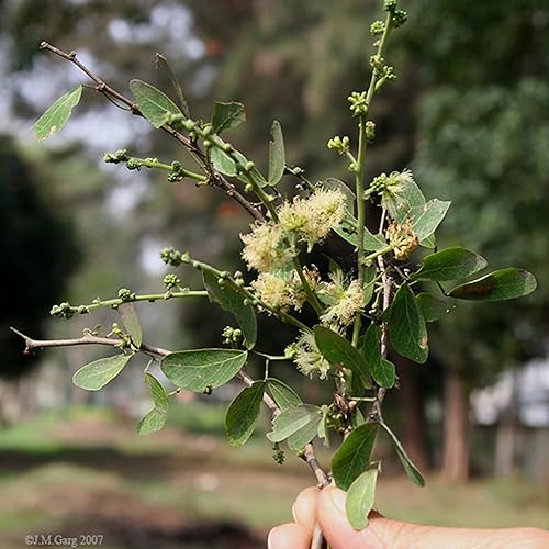 Miniatura 4 de QAUZUY GARDEN 10 semillas prémium de tamarindo de manilaespina de MadrasPithecellobium DulceCamachile comestibles y hermosas semillas de reliquia