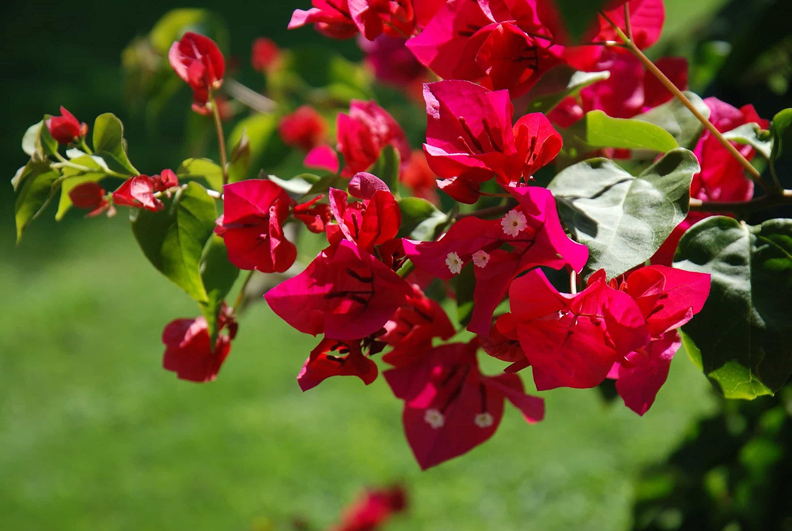 See full amazon price history chart for Athidhi Garden Beautiful Bougainvillea (Candy Red) Healthy Flower Plant Athidhi Garden Beautiful Bougainvillea (Candy Red) Healthy Flower Plant (B0B5Y5SJML) Amazon Price History, Amazon Price Tracker