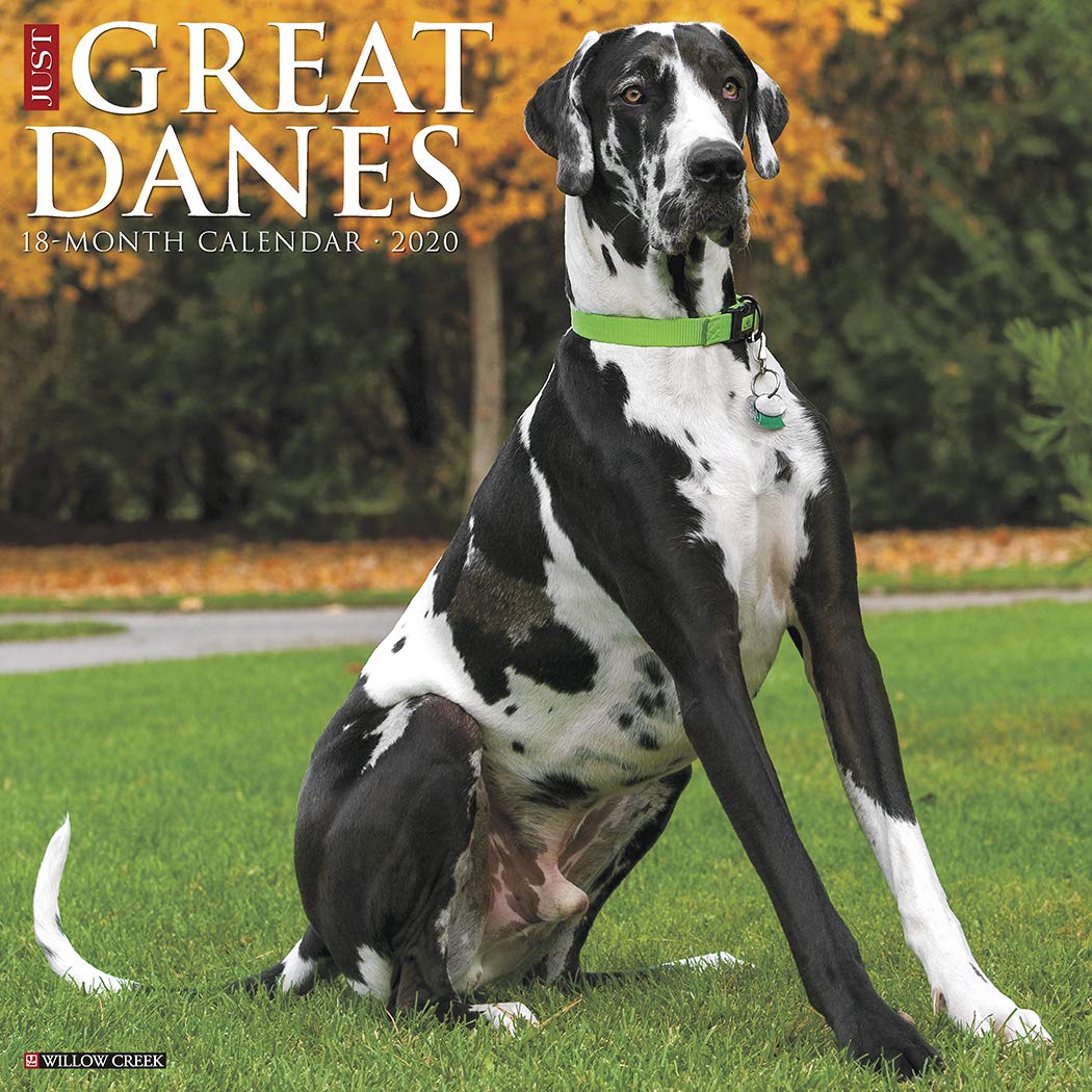 Are Great Danes Affectionate