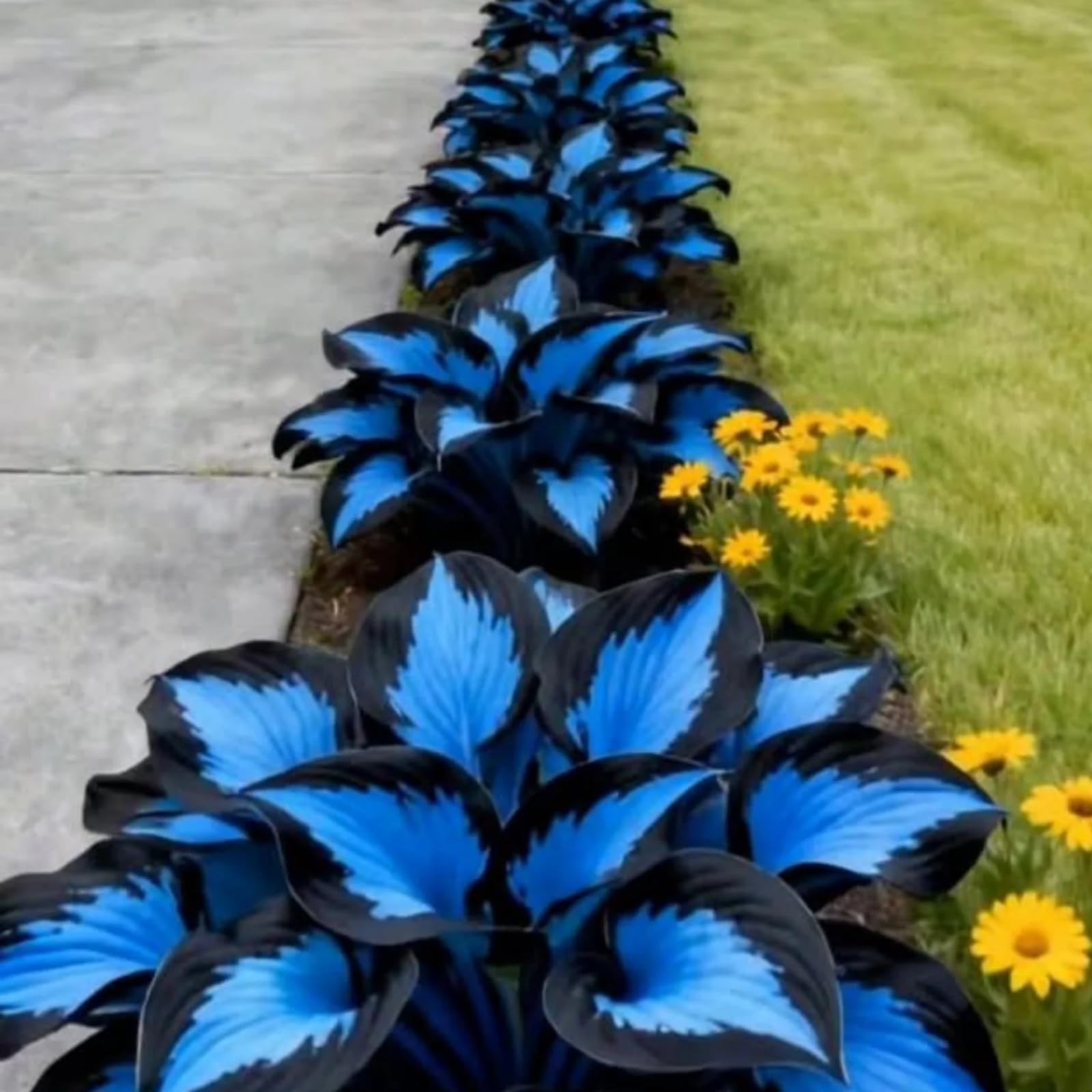 Brilliant Midnight Blue Hostas-Hosta Plants for Sale,Ornamental Flowers,Wedding Flowers,Vibrant Hosta Bulbs Live,Hardy Perennial.-10Bulbs-b