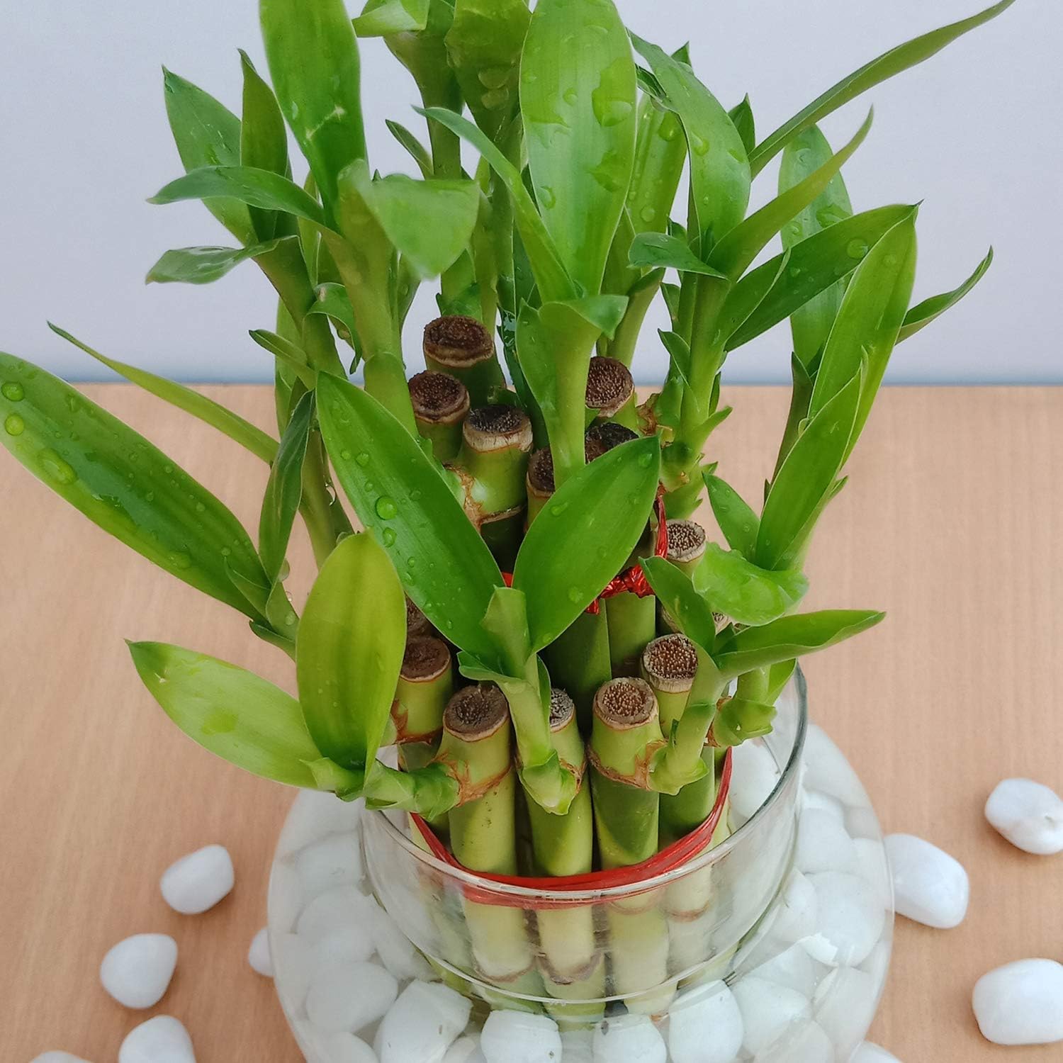 Flora solutions 2 layer lucky bamboo plant with round glass pot and white stone-image-11