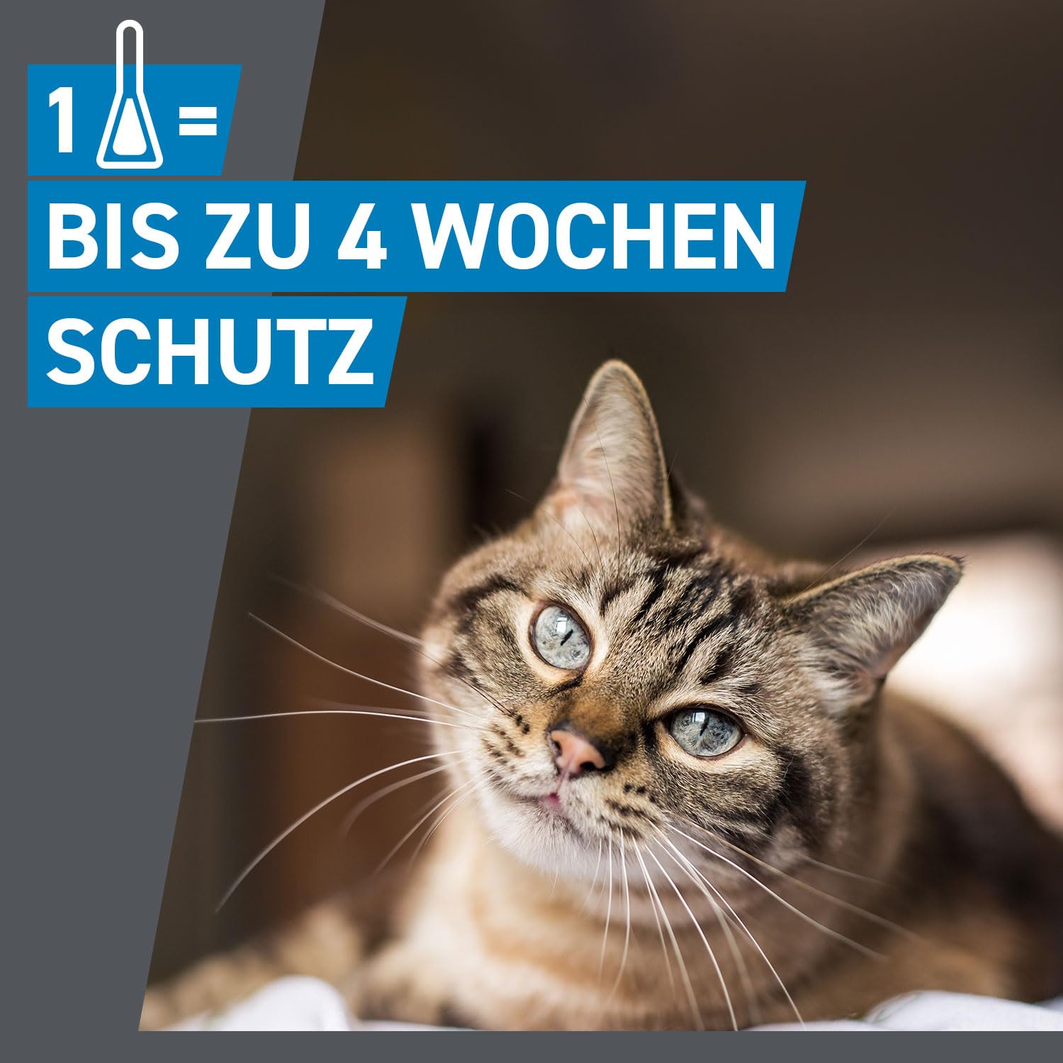 FRONTLINE Spot ON Katze gegen Zecken, Flöhe & Haarlinge - für alle Größen | 6+3 Pipetten (2er Pack) für bis zu 9 Monate Schutz - einfache Anwendung, gute Verträglichkeit - wasserfest