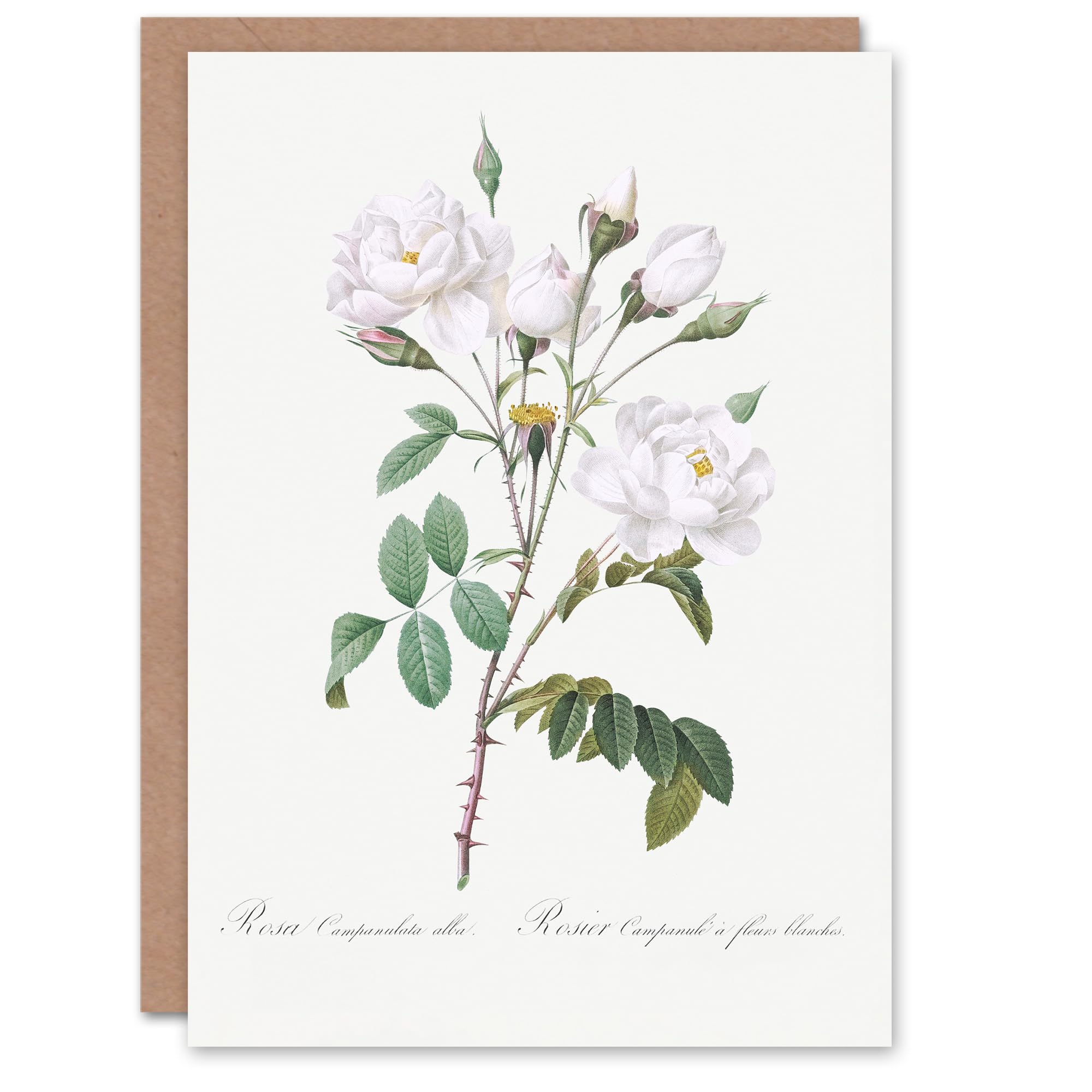 Artery8 Pierre-Joseph Redouté Art Card White Rose Vintage Floral Illustration