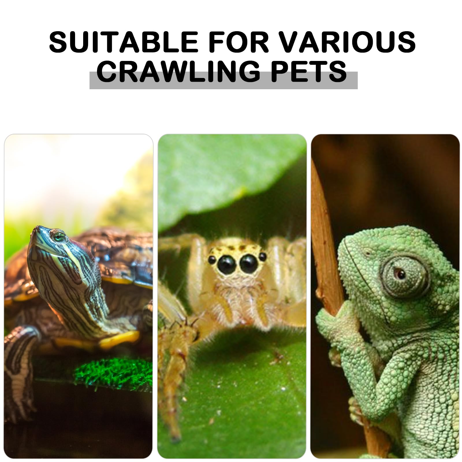 Schildkröten Wärmelampe, Reptilien Terrarium Lampe mit Clip UVA/UVB 25W und 50W Heizlamp Wärmespotlampe E27 Lampenfassung Reptilien Heizlampe für Eidechsen, Schildkröte, Eidechse, Schlangen