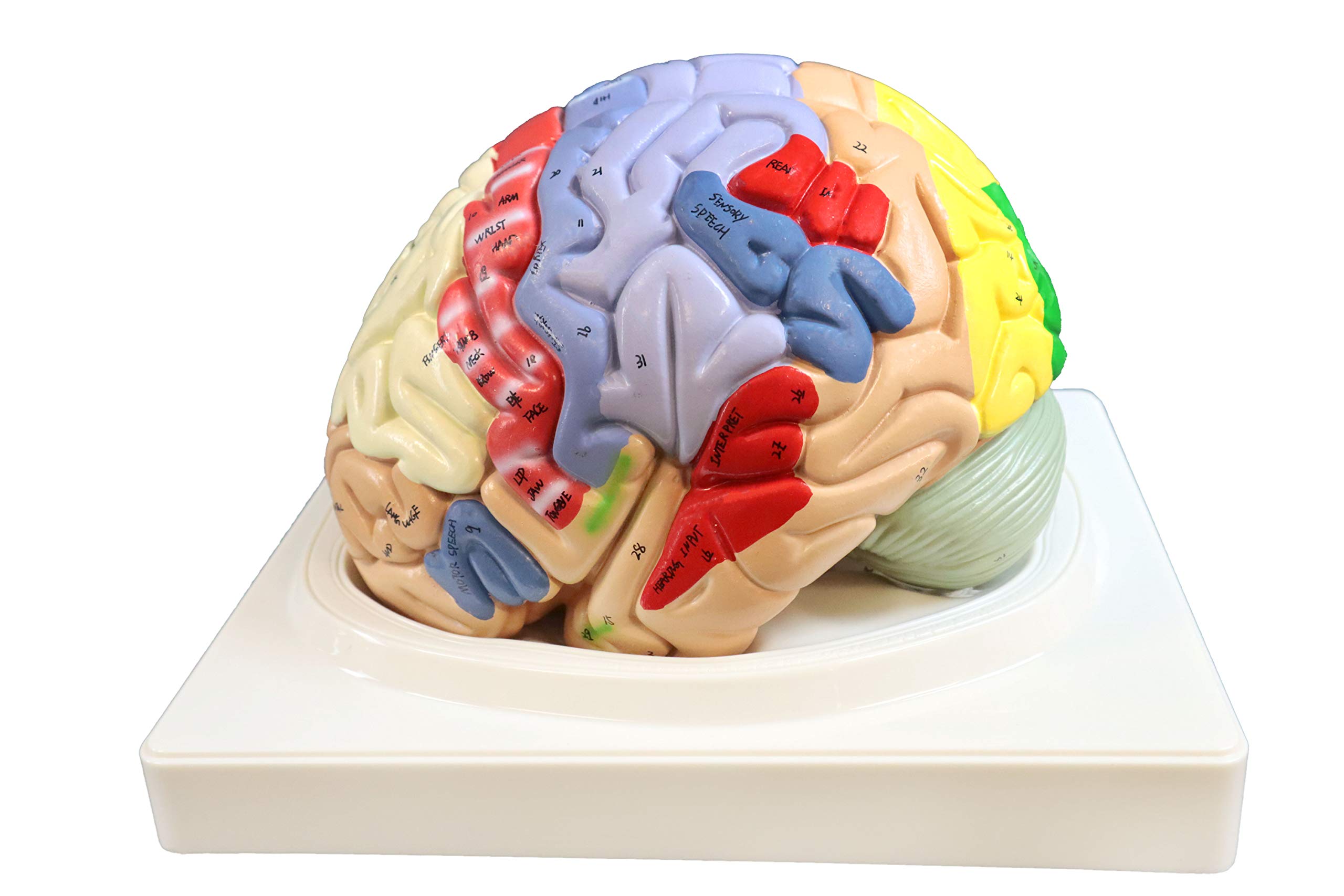 PARCOScientific PB00060 2x Color Coded Functional Brain-4 Parts | Identify Intellectual, Motor and Sensory Centers | 9 Colors to Differentiate Region of Brain | Hand-Numbered 120 Features W Key Card