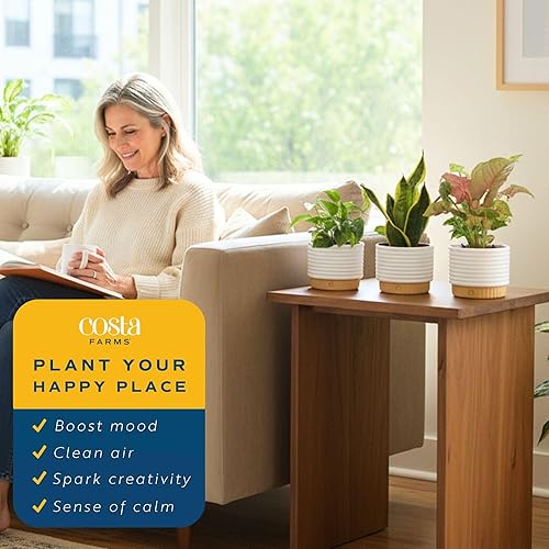Miniatura 5 de Costa Farms Plantas vivas de interior en macetas decorativas, fáciles de mantener, plantas purificadoras de aire, variedades surtidas, decoración