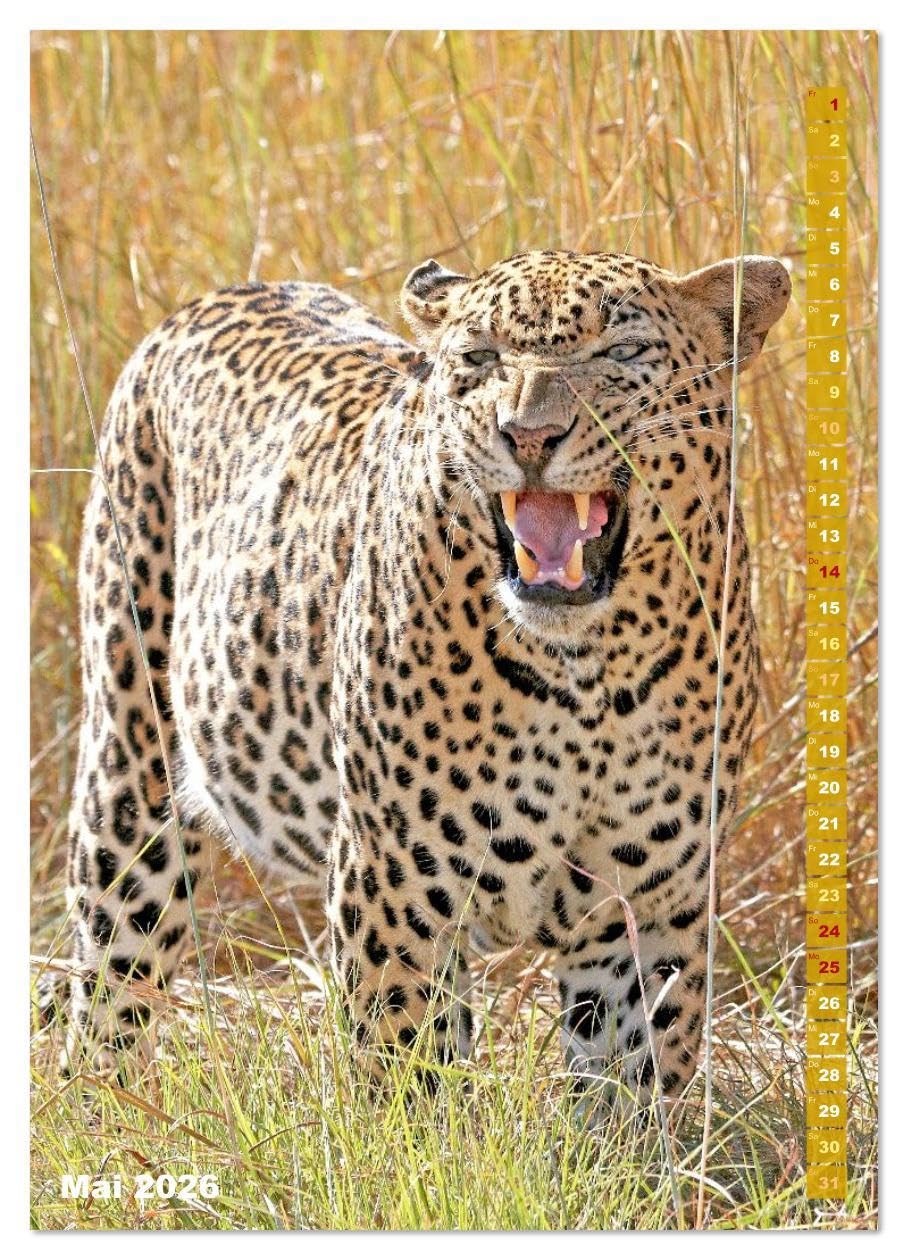 Raubkatzen: Die Jäger auf leisen Pfoten (hochwertiger Premium Wandkalender 2026 DIN A2 hoch), Kunstdruck in Hochglanz: Sprungkraft, Eleganz und Schönheit: Jaguar, Löwe und Tiger (CALVENDO Tiere)
